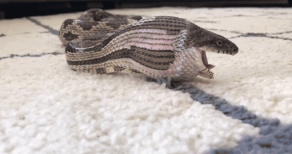 Can canh ran cat luc nuot chung trung day hai huoc-Hinh-4