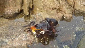 Khoảnh khắc kinh hoàng khi một con bạch tuộc săn giết một con cua, lôi nó xuống hang ổ của mình và xử tử con mồi. Nguồn: L25