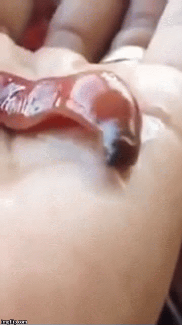  Ảnh động ấn tượng có phần rùng rợn ghi lại khoảnh khắc ghê người khi một con sâu Ribbon phun chất nhầy bắt mồi. Nguồn: L25