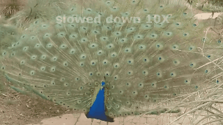 Hình ảnh ấn tượng khi con công đực xòe cánh khoe vũ đạo tán tỉnh của nó. Mặc dù đẹp nhưng nếu nhìn lâu vào những đợt sóng xung động trên bộ lông tuyệt mỹ của con công, bạn sẽ có cảm giác, chóng mặt và buồn nôn hơn bao giờ hết. Nguồn: L25