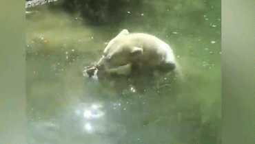 Độc lạ: Gấu Bắc cực hô hấp nhân tạo cố cứu chim nhỏ? Doc la: Gau Bac cuc ho hap nhan tao co cuu chim nho?