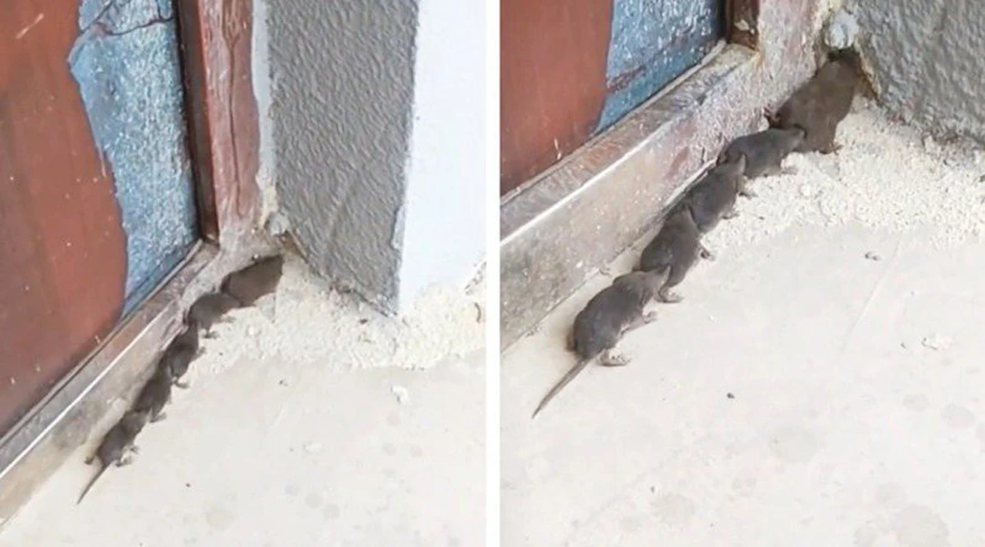 Phát hiện “quái vật sâu chuột” đáng sợ, ai ngờ linh thú vượng tài