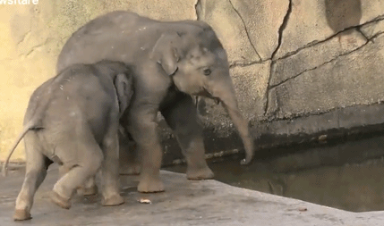 Xem voi anh dap tat manh loi cua voi em cuc yeu