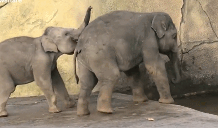 Xem voi anh dap tat manh loi cua voi em cuc yeu-Hinh-3