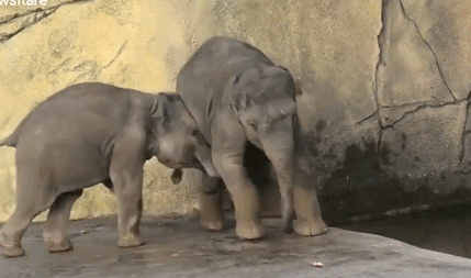 Xem voi anh dap tat manh loi cua voi em cuc yeu-Hinh-4