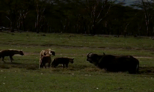 Bất cứ khi nào linh cẩu tiến gần đến trâu rừng, tê giác sẽ bước lên để cảnh cáo.