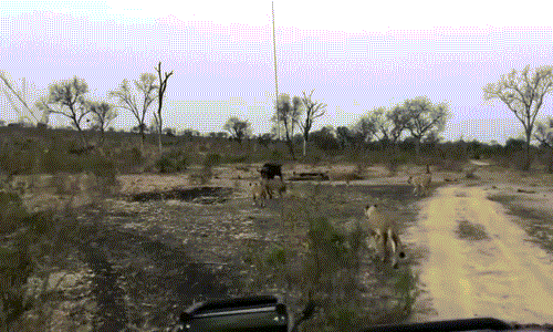 Vào một buổi chiều muộn tại khu bảo tồn động vật hoang dã Londolozi, một con trâu rừng lạc đàn bị 9 con sư tử quây giết gần như không còn được thoát thân, Nó tuyệt vọng và không thể ngờ có một màn tê giác cứu trâu rừng đặc sắc ở phía sau.