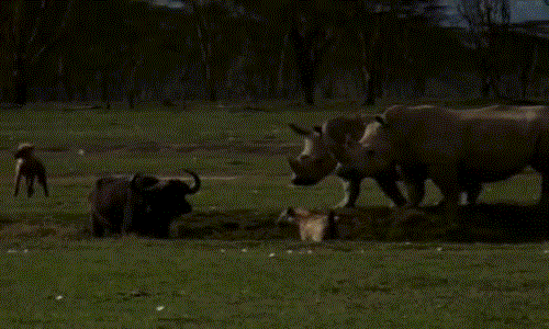 Có thể bạn không biết, trong vương quốc động vật, tê giác được coi là cảnh sát, là "cớm" chuyên bảo vệ những loài động vật yếu đuối, hiền lành khỏi sự lộng hành của những mãnh thú ăn thịt.