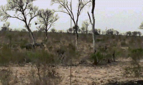 Đúng như mong đợi của trâu rừng, sau khi núp sau tê giác khổng lồ, đàn sư tử không dám đến gần nó để săn giết. Trâu rừng thoát chết một cách ngoạn mục.