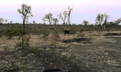 Vào lúc trâu rừng quẫn trí, nó bỗng nhìn thấy phía sườn dốc có ba con tê giác đang đứng dàn hàng. Không nghĩ ngợi nhiều, trâu rừng lao thẳng đến nơi tê giác đứng, mong được giải thoát.