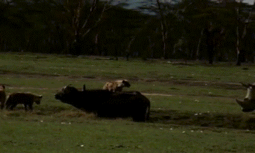 Trong ảnh là một đôi tê giác khổng lồ đang cứu giúp trâu rừng khi nó bị đàn linh cẩu hung dữ tấn công.