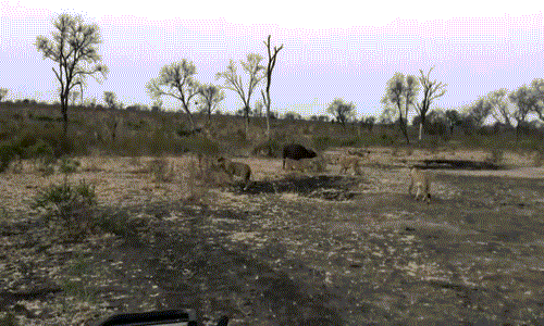 Trong lúc bị quây giết, con trâu rừng chỉ biết quay vòng vòng để hất văng những con sư tử khát máu xung quanh luôn chờ đợi cơ hội để nhảy lên người mình.