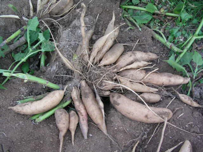 Bạt ngàn “sâm rẻ như khoai lang” nơi cực Bắc của Tổ quốc