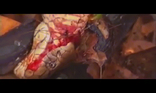 Sau khi cắn chết con cái vì ghen tuông, con hổ mang chúa nhẫn tâm nuốt chửng luôn đồng loại.