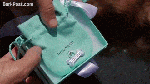 Hãng trang sức danh tiếng Tiffany&Co còn làm tặng riêng cho Bretagne một món trang sức có hình chiếc xương, trên khắc những lời bày tỏ lòng biết ơn của người dân thành phố đến "anh hùng bốn chân" xinh đẹp này.