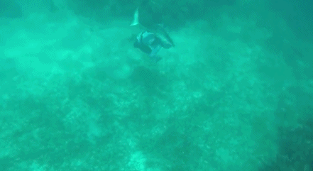 Tranh moi voi ca map, nguoi dan ong gap dieu kinh hoang-Hinh-3