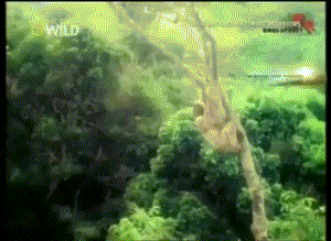 Ảnh động thú vị về màn săn mồi chính xác ngoạn mục của đại bàng.