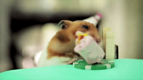 Nhân ngày sinh nhật, cô chuột hamster đáng yêu này ăn uống nhiệt tình chiếc bánh ngọt mình mơ ước bấy lâu.