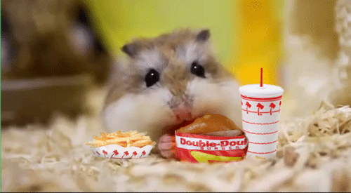 Cũng ưa thích đồ ăn nhanh như ai, chú chuột hamster siêu dễ thương này đang nhủ thầm chỉ ăn nốt lần này là sẽ cai.