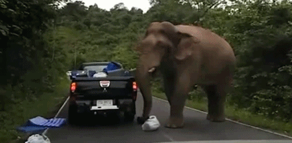 Hai hung voi doi chan o to de cuop luong thuc-Hinh-4