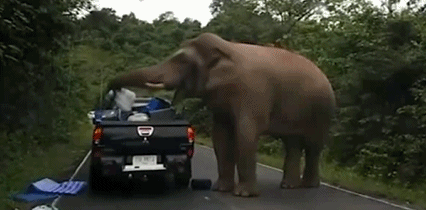 Hai hung voi doi chan o to de cuop luong thuc-Hinh-3