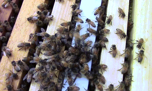 Tuy nhiên cũng có người cho rằng những con ong mật không đốt chết nhện khổng lồ mà dùng cách liên tiếp ma sát thật mạnh lên cơ thể của nhện, khiến nhện khổng lồ nóng rực và cuối cùng là chết khô. (Nguồn Dailymail)