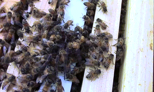 Các thí nghiệm khác cũng cho thấy nhện khổng lồ không chịu nổi mức tăng quá cao của khí carbon dioxide. (Nguồn Dailymail)