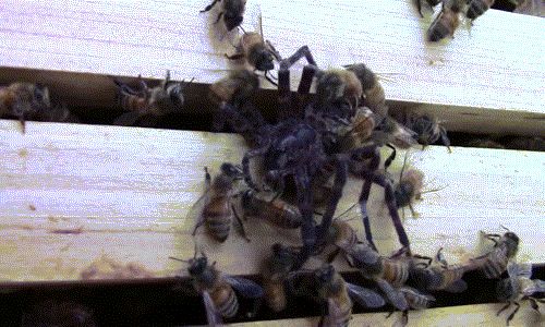 Cuối cùng, con nhện đáng thương bỏ mạng khi chưa tiếp cận được bất cứ nguồn thức ăn nào. (Nguồn Dailymail)