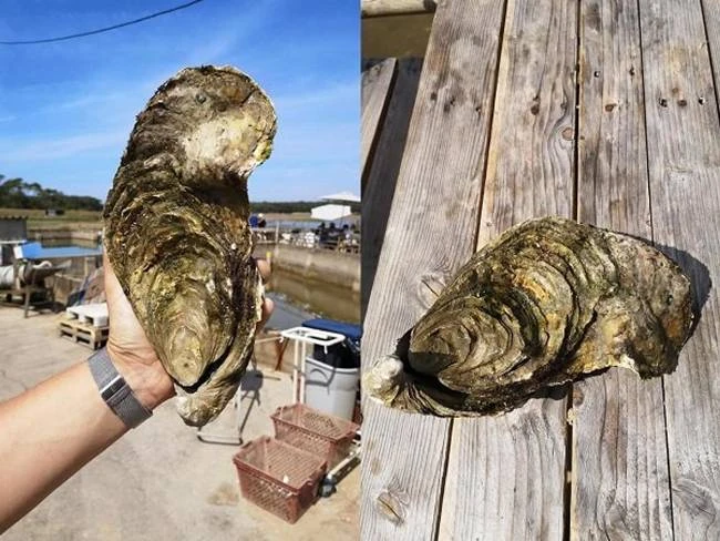 Cái kết khó tin cho "siêu" hàu khổng lồ tăng "bản lĩnh" đàn ông 800 triệu