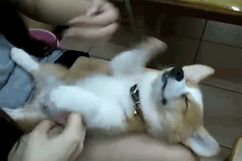 Nhắm mắt cũng vẫn chơi đập tay được với cô chủ, chú chó này tự đắc mình đã là một cao thủ đập tay.
