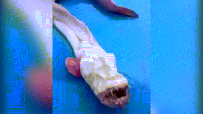 Mới đây, ngư dân Thái Lan đã bắt được một con cá giống như loài cá ngoài hành tinh, chưa bao giờ được nhìn thấy trước đây. Con cá đặc biệt này có thân mình giống như loài lươn biển nhưng toàn thật lại có màu trắng nhợt, trơn trượt, phần đầu cấu tạo khác hẳn loài lươn với chiếc mồm rộng, đầy răng sắc nhọn vô cùng đáng sợ.