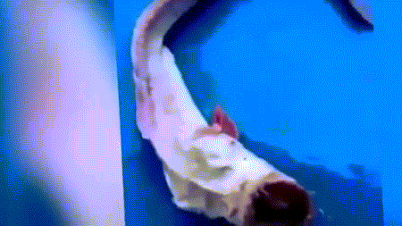 Lần đầu tiên đăng tải trên trang mạng LiveLeak, những thông tin và hình ảnh về con thủy quái kỳ lạ này đã nhanh chóng thu hút được lượng lớn sự chú ý của dư luận.