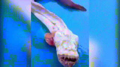 Họ cũng cho biết con cá này cực kỳ hung dữ, khi lấy que chọc vào miệng nó, ngay lập tức nó sẽ đớp lấy dị vật và gồng mình cắn xé.