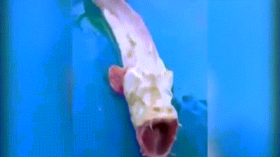 Những ngư dân Thái Lan bắt được nó cho biết con cá kỳ lạ này giống như một quái thú lai của biển sâu, tập trung những đặc điểm khác nhau của những loài thủy quái.