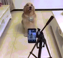 Khoảnh khắc siêu đáng yêu khi chú chó mỉm cười để chụp ảnh.