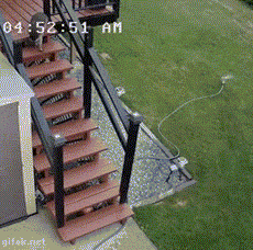 Bị mèo nhà huých xuống, xua đuổi, gấu mèo điên tiết trả đũa bằng cách dùng vòi nước phun vào mặt mèo.