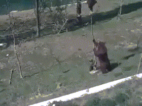 Bực mình vì không gọi được con trai xuống đi ăn, gấu mẹ hết rung cây lại trèo lên để trừng phạt.