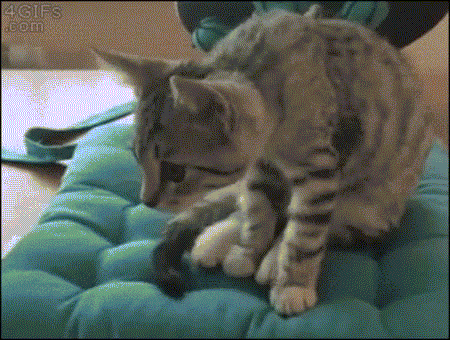 Khi mèo thể hiện kỹ năng Yoga có độ khó cao.