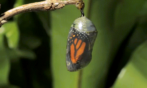 Khi đạt tới một độ khô, độ mỏng nhất định, chiếc kén bị xé rách bởi bướm vua đã đủ lông đủ cánh.