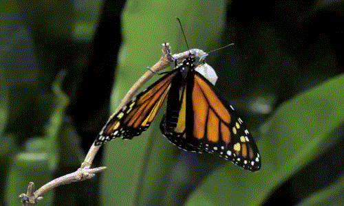 Bướm vua hay bướm chúa, tên khoa học là Danaus plexippus, là một loài bướm thuộc phân họ Danainae, trong họ Nymphalidae, nổi tiếng với vẻ đẹp lộng lẫy và nổi bật.