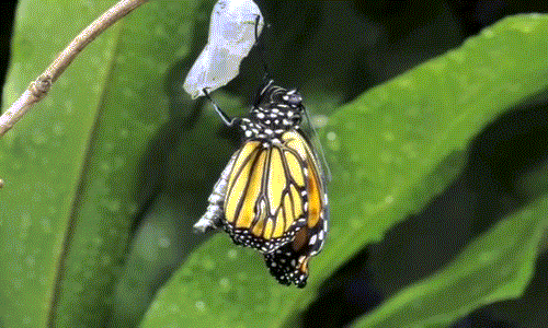 Nếu quan sát kỹ, bạn sẽ thấy đây là một con bướm vua đực trên cánh của chúng có tuyến mùi hương đặc trưng.