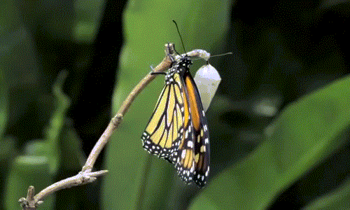 Sau khi bướm vua phá kén thành công, nó đã thực sự sở hữu toàn bộ vẻ đẹp vốn có của mình. Tập vỗ cánh, bướm vua đang hào hứng trải nghiệm chuyến bay đầu tiên trong đời.