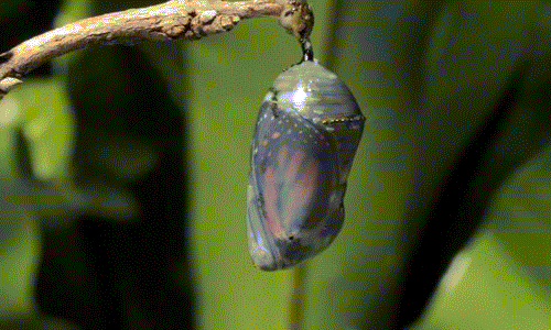 Phải chờ đợi trong một khoảng thời gian rất dài, chiếc kén mới khô và trở nên mỏng manh, dễ rách.