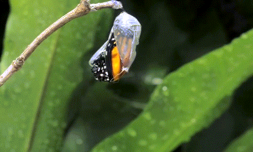 Nhìn thì có vẻ nhanh nhưng thực tế quá trình phá kén thoát xác của bướm vua diễn ra trong khoảng vài tiếng đồng hồ, một khoảng thời gian khá dài so với tuổi thọ của loài côn trùng xinh đẹp này.