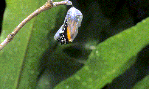 Quá trình này tất cả những loài bướm đều phải tự mình làm, dù có khó, dù có mệt đến đâu. Nếu như có sự trợ giúp, rất có thể sau khi thoát xác trở thành một con bướm xinh đẹp, con bướm đó sẽ không thể bay.