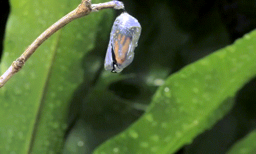 Từng chút, từng chút một, bướm vua ló chiếc đầu của mình ra ngoài vỏ kén, ngắm nhìn thế giới tươi đẹp sau khi quấn kén suốt một thời gian.