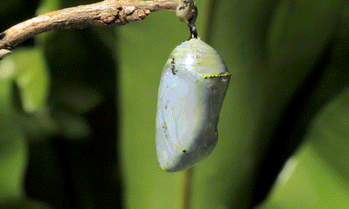 Ảnh động màn phá kén của bướm vua là một trong những ảnh động ấn tượng nhất. Mô tả một cách sinh động, chân thật từng khoảnh khắc phá kén, hóa thành một con bướm lộng lẫy của một con sâu róm, loạt ảnh động này khiến người xem không khỏi ngỡ ngàng.