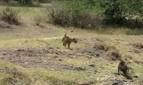 Tuy vậy, bất cứ lúc nào tiếp cận, sư tử đều bị khỉ đầu chó hung hăng dọa dẫm.