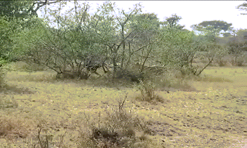 Không có chút kinh nghiệm gì về loài linh trưởng hung dữ, ngay sau khi tiếp cận con mồi, sư tử bị khỉ đầu chó điên cuồng đuổi đánh và phải liên tục bỏ chạy.