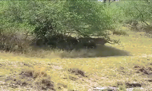 Tuy vậy, với ưu thế về số lượng, 4 con sư tử khiến khỉ đầu chó ăn đau, chúng lôi bằng được con khỉ đầu chó ra khỏi gốc cây rậm và tra tấn khỉ đầu chó.